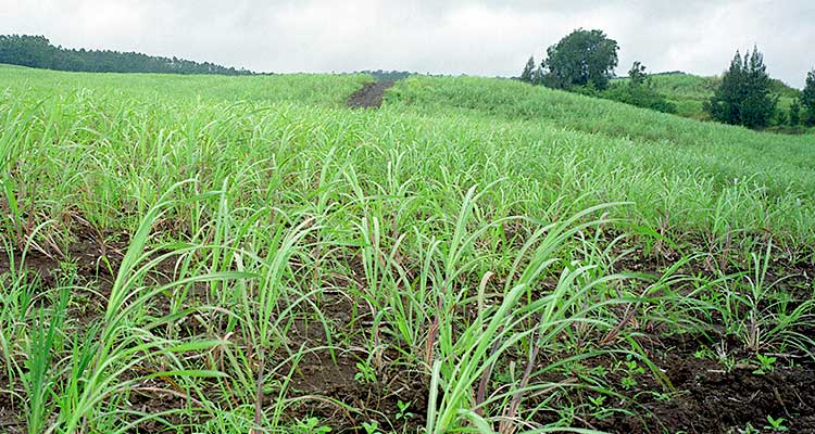Photo of fields of green, short sugarcane