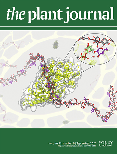 Image of the cover of The Plant Journal showing intertwined, ribbon-like structures in grey and yellow with a ribbon of interconnected red, grey, and purple hexagonal shapes crossing over the grey and yellow structure. There is an inset image of a close up of the center of the ribbon-like structures.