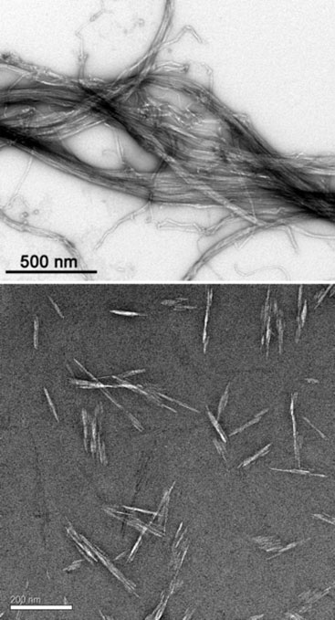 Two black-and-white transmission electron microscope images. The top shows dark hair-like strands, overlapping each other on a white background with other lighter hair-like strands underneath. The image is labeled with a line measurement of 500 nm in the lower left that is about one quarter of the width of the entire image. The bottom shows grey, rice-like, long grains scattered over a darker background. The image is labeled with a line measurement of 200 nm in the lower left that is about one quarter of the width of the entire image.