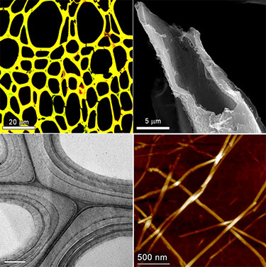 Four electron microscope photos set up in a quadrant. The top left shows a honeycomb web of yellow on a black background. The top right shows a black and white image of a ragged tube that has been cut at an angle. The bottom left shows partial circles in black and white with darker grey outer rings. The bottom right shows thin, straw-like strands that cross each other on a dark brown background.