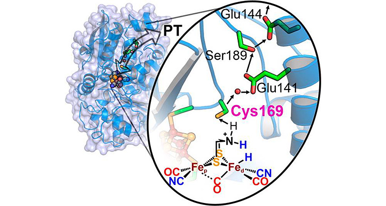 Illustration of an H-cluster and the conserved proton-transfer pathway (labeled with an arrow as PT) in [FeFe]-hydrogenase. A cartoon of a grey blob represents the structure with surface representations of blue spirals and helixes. An inset illustration shows a close-up of the surface where green tube-shaped structures represent carbon, red short tubes represent oxygen, blue spirals and helixes represent nitrogen, orange short tubes represent sulfur, and rust spheres represent iron. The black arrows depict the proton-transfer pathway for the OC-NC-Fe-CO-CN-S-N-H cluster to Cys169 to Glu141 to Ser189 and Glu144.