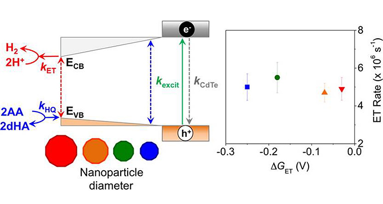 Energy level diagram showing the diameter dependent processes in CdTeCaI photocatalysis, starting with narrower opening on the left side and widening up on the right, with e- at the top and h+ at the bottom of the right side. The Nanoparticle Diameter is shown, from largest to smallest, with red, orange, green, and blue circles. A red-dashed double arrow goes from top to bottom in the left side of the diagram. Abbreviations include: kET, rate constant for ET from CdS to CaI, shown with a red arrow leading out of the diagram and pointing to H2 coming from 2H+; kHQ, rate constant for hole-quenching by ascorbate, shown with a blue arrow going in to the diagram, coming from 2AA (ascorbic acid) and 2dHA (dehydroascorbate); kexcit, rate of exciton formation under illumination, shown in green with an arrow going from the bottom to the top of the right side; kCdTe, rate of excited state decay in CdTe, including both radiative and nonradiative pathways (e.g., electronhole recombination, carrier trapping), shown to the right of the green arrow as a dashed-grey arrow pointing down. A blue-dashed double arrow goes from top to bottom in the middle of the diagram. To the far right is a graph with delta G ET (V) as the x-axis, ranging from -0.3 to 0.0, and ET Rate (x 10 to the 6 s to the -1) as the y-axis, ranging from 2 to 8. There are four shapes with lines extending out from both the tops and bottoms in this graph: a blue square is around -0.25 (x-axis) and 5 (y-axis); a green circle is around -0.18 (x-axis) and 5.5 (y-axis); an orange triangle circle is around -0.07 (x-axis) and 4.6 (y-axis); and a red inverted triangle is around -0.03 (x-axis) and 4.9 (y-axis).