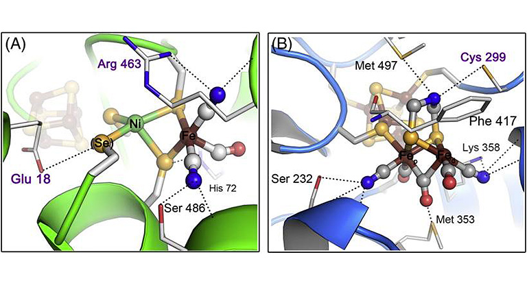 Side by side illustrations of X-ray structures of binuclear cofactors of the hydrogenase catalytic sites. (A) shows the NiFe cluster of [NiFe(Se)]-hydrogenases with yellow, brown, green, pink, and blue spheres attached to tubes of white, green, blue, and brown, and surrounded by green ribbon/helixes. This diagram also has labels for Glu 18, Arg 463, Ser 486, and His 72. (B) shows the 2Fe subcluster of the [FeFe]-hydrogenase H cluster with yellow, brown, grey, red and blue spheres attached to tubes of grey, yellow, and brown, surrounded by blue ribbon/helixes. This diagram also has labels for Ser 232, Met 353, Met 497, Cys 299, Phe 417, and Lys 358. The H-bonding interactions (dashed lines, black font) and conserved, exchangeable groups (dashed lines, purple font) are labeled. Ni, nickel; Se, selenium; Fe, iron.