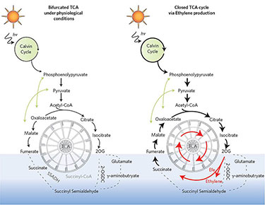 Side-by-side illustrations of two Calvin cycles (labeled "bifurcated TCA under physiological conditions" on the right, and representing a "broken" TCA wheel, and "closed TCA cycle via ethylene production" on the left, representing the wheel turning again by ethylene production). Both start with an image of the sun that leads to the Calvin cycle which in turn leads to wheel-shaped structures partially submerged in a light blue bar.