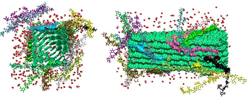 Left: Molecular model of individual chains of hemicellulose (purple and red 'sticks' representation) interacting with a cellulose microfibril (green surface, with chain ends shown in green and red sticks). Right: Snapshot of cellulose microfibril (green surface representation) complexed with galactoglucomannan (GGM) chains (various colors) following 300 ns MD simulation. Bound GGM residues are shown in solid surface model, and unbound GGM residues are shown in stick representation. Hydroxide ions (dissociated from NaOH and responsible for "peeling" of sugars from polysaccharide chain ends) are shown as spheres (red: oxygen, white: hydrogen).
