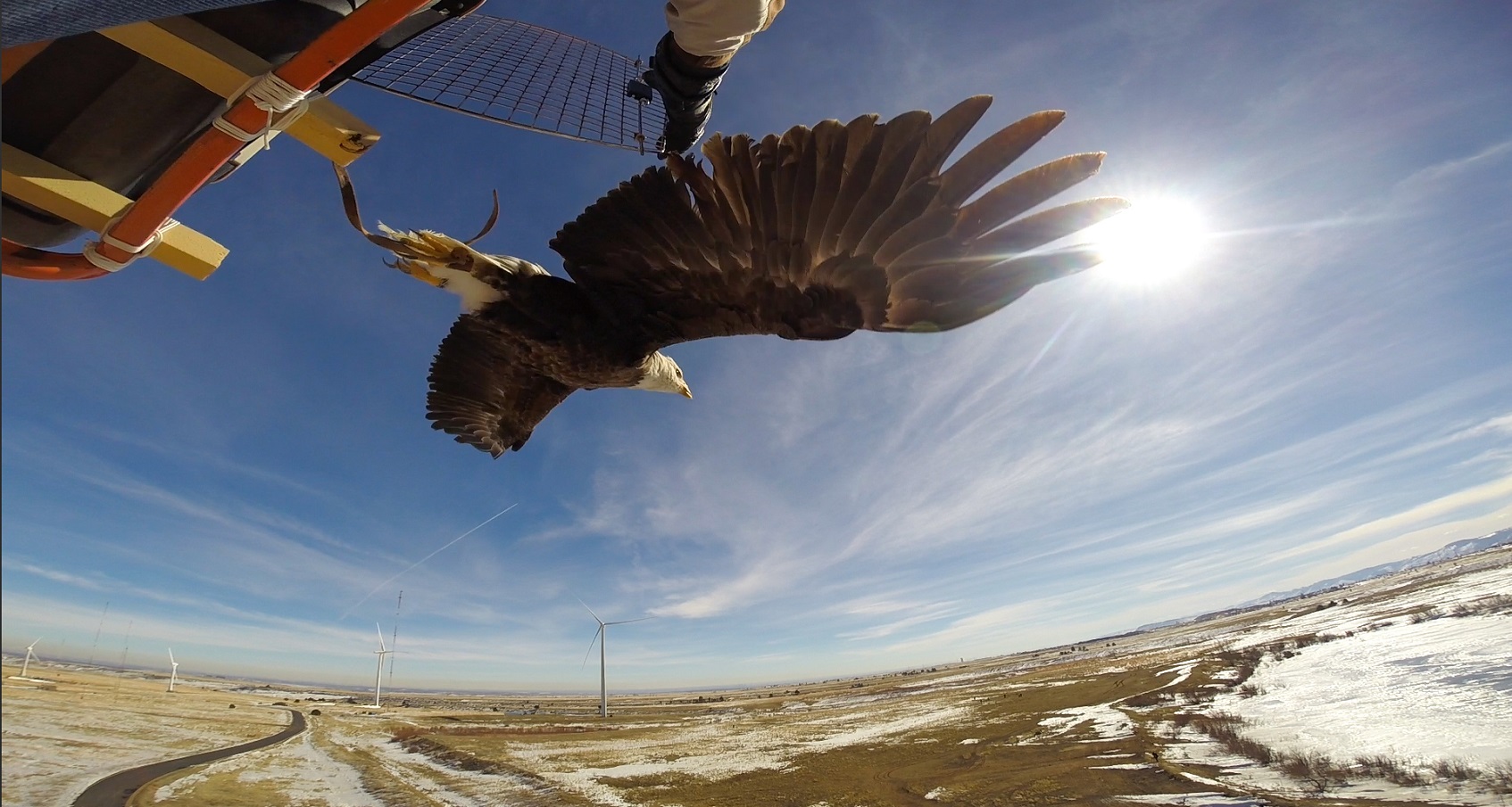 A photo of an eagle flying after being released from a kennel.