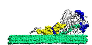 This is an illustration of an enzyme breaking down a biomass molecule.
