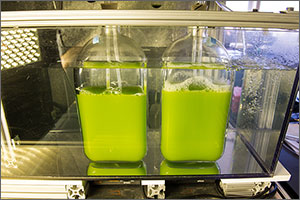 Photo showing two containers of pea-green liquid, with stoppers on top and hoses going through the stoppers.