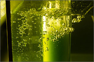 Close-up photo of a vial of green algae. 