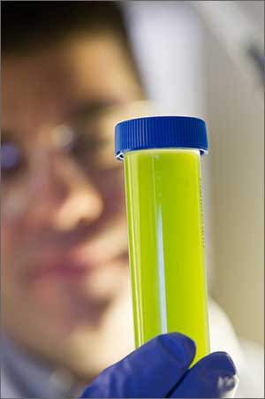 Photo of a scientist holding a vial of light green algae.