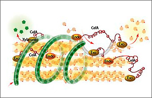 Illustration showing CelA's ability to break down xylose as well as cellulose, doing the work that typically requires several different kinds of enzymes.