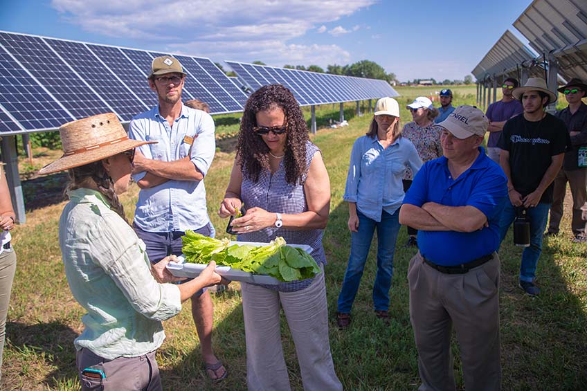Photograph of a woman taking lettuce off a tray with a group of people and solar panels in the background.