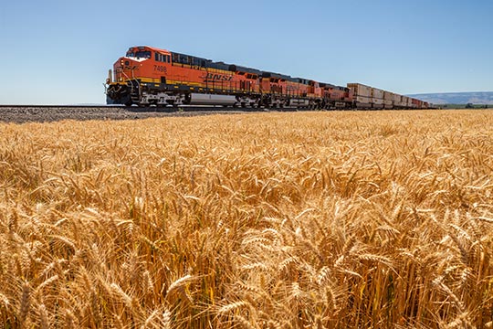 A train going through a wheat field.
