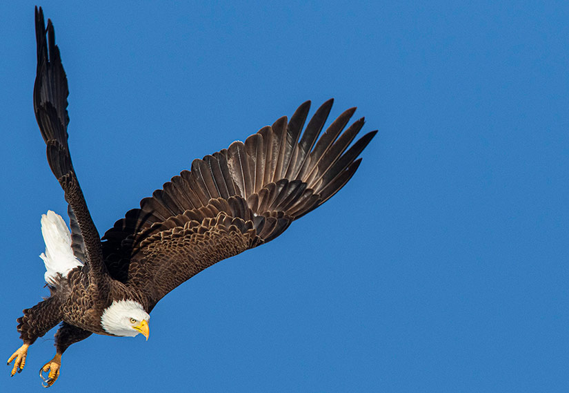 An adult bald eagle takes flight against a bright blue sky.