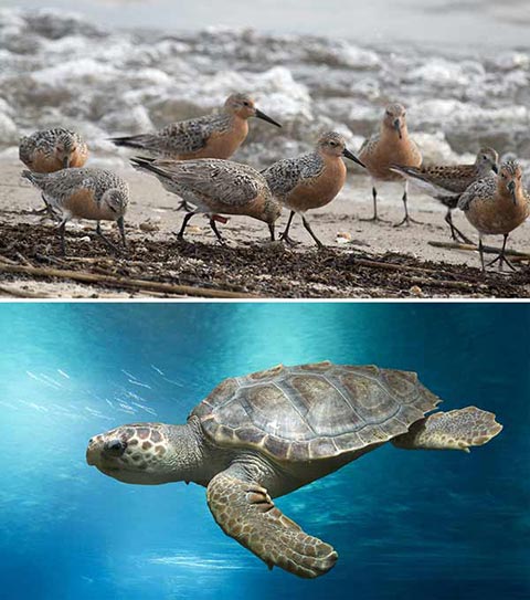 Photos of birds on the sea shore and a tuttle swimming in the ocean. 