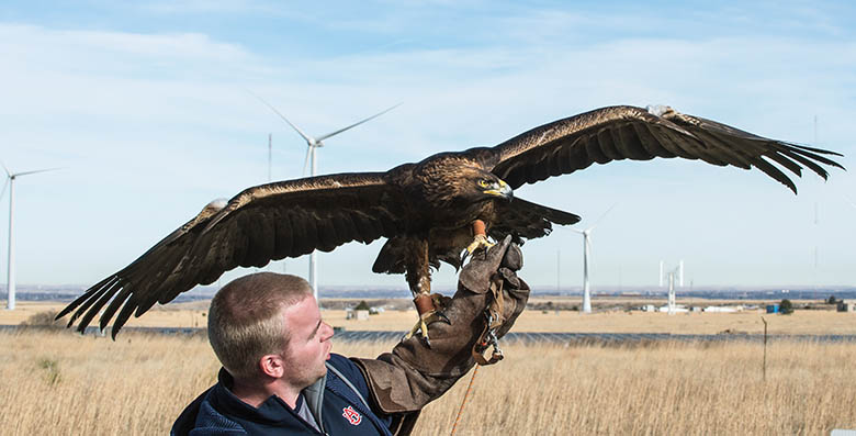 An eagle prepares to take off from a human’s hand in a field of wind turbines