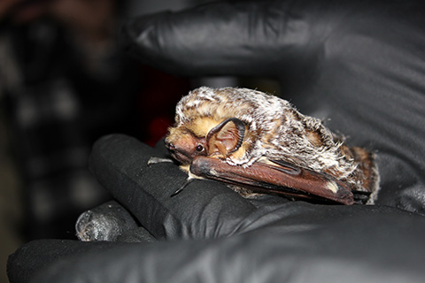 A brown bat sits in cupped hands wearing black surgical gloves.