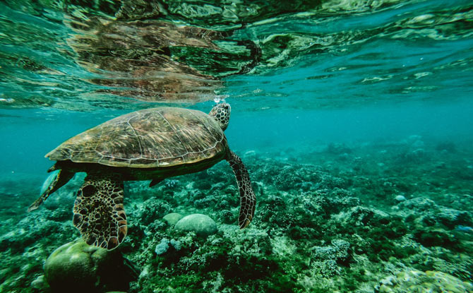 Underwater view of a seaturtle swimming near the water's surface.