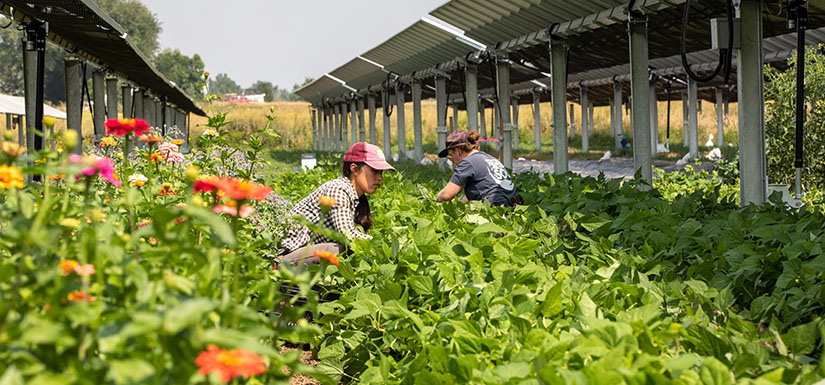 NREL researcher Brittany Staie (left) and farmer Kailey Littlehorn of Sprout City Farms, harvest beans in an agrivoltaic farm.