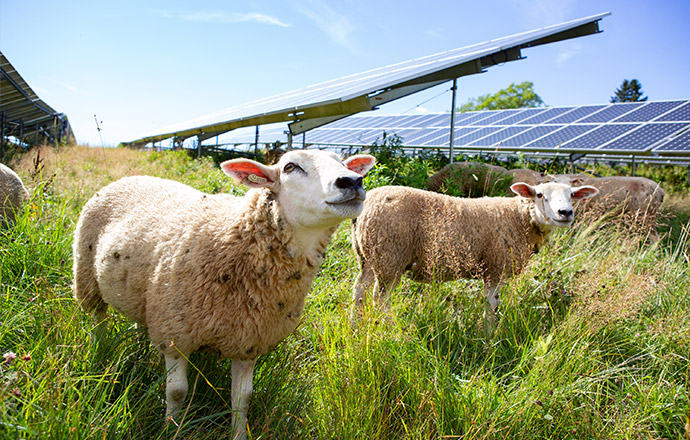 Sheep grazing under solar panels