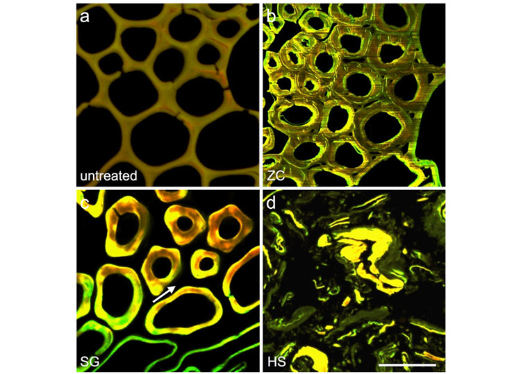 Image of CSLM micrographs show cellular-scale evidence of biomass deconstruction. (a) Control, (b) ZC, (c) SG, and (d) HS. The ZC samples have generally thicker cell walls with only limited evidence of delamination and disruptions (b). The SG samples display extensive dislocation of individual cells indicating that the middle lamella layers have been removed and the cells have been forced apart (c, arrow). The HS reactor samples also exhibit extensive dislocation, but in addition display cell wall delamination and fragmentation. Bar=50 m. CSLM, confocal scanning laser microscopy; HS, horizontal screw; SG, steam gun; ZC, ZipperClave.