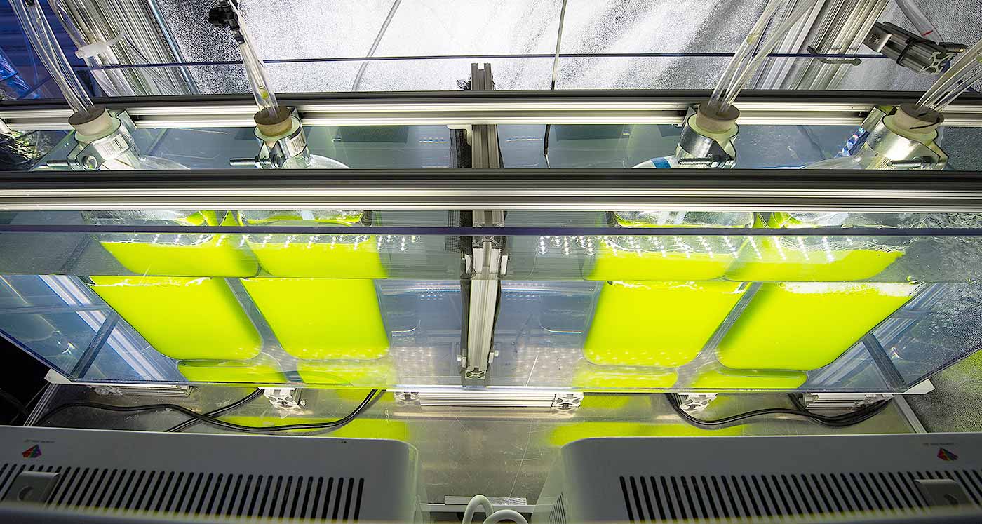 Photo of bright green algae in flasks in fluid inside a lit, metallic grow chamber.