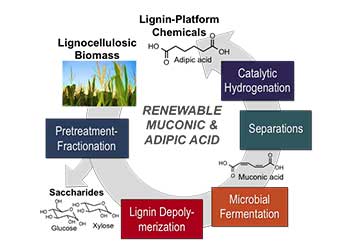Illustration showing a flow chart of the processing of lignin-derived intermediatesa counter clock-wise arrow moves from lignocellulosic biomass through pretreatment-fractionation, lignin depolymerization, microbial fermentation, separations, and catalytic hydrogenation, and ends with lignin-platform chemicals.