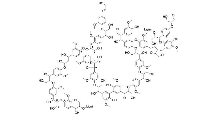 Molecular illustration of a lignin polymer showing the molecular bonds.