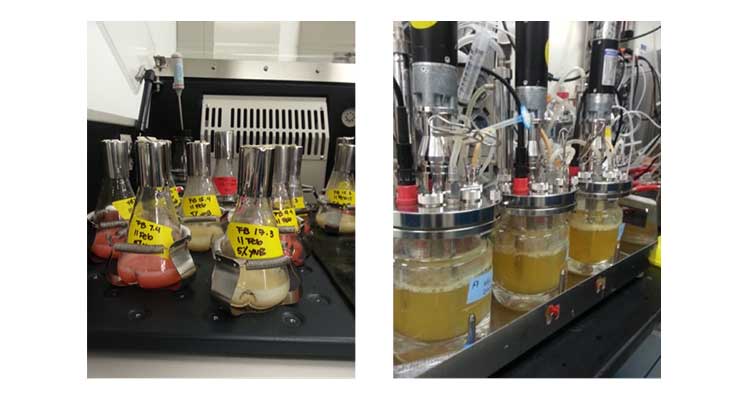 Photo of several flasks partially filled with reddish and yellowish liquids on a shake flask and fermenter apparatus.