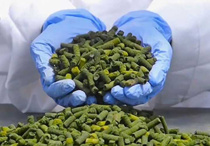 gloved hands holding up dried algal pellets