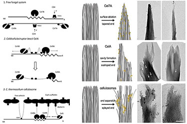 Image showing three different paradigms for cellulose deconstruction by free fungal (Cel7A), multifunctional (CelA), and cellulosomal enzyme systems using a series of black ovals. CelA is unique in being the only enzyme system known to date to excavate cavities into cellulose materials. On the right is a stack of three illustrations and electron microscope images showing these three paradigms.