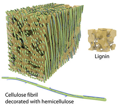 Illustration showing a 3-D cube composed of thin green and blue strands woven in between the holes of a sponge-like tan square. There are two inset images that show the sponge-like tan square alone and labeled "Lignin;" the second image shows a close-up of the green strand with blue, thin rods on it, and it is labeled "Cellulose fibril decorated with hemicellulose."
