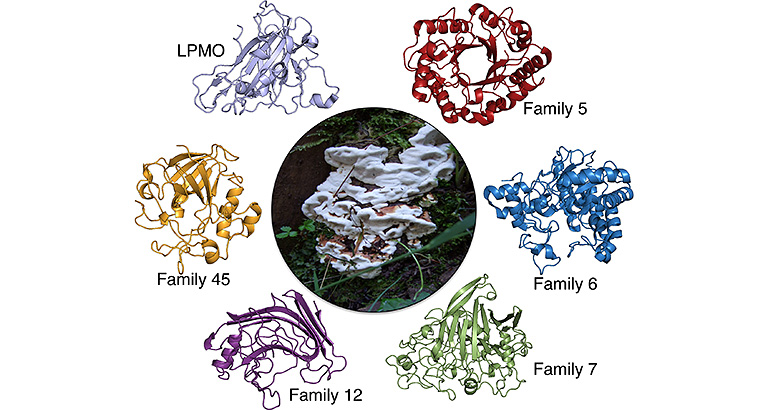 Figure with a photo of a shelf fungus in the center surrounded by 6 different colored sets of curly strings and ribbons twisted on themselves: lilac is labeled "LPMO", red is labeled "Family 5", blue is labeled "Family 6", green is labeled "Family 7", purple is labeled "Family 12", and yellow is labeled "Family 45".