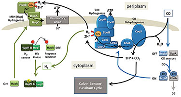Illustration of a model of carbon monoxide and hydrogen signaling and metabolic network in the photosynthetic bacterium Rubrivivax gelatinosus. The model is initiated by both carbon monoxide and hydrogen sensing followed by their metabolism via the different enzymes and pathways in support of H2 production.