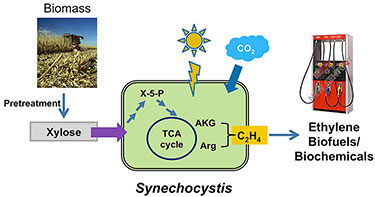 Illustration showing how the engineered cyanobacterium Synechocystis converts carbon dioxide and biomass-derived xylose (shown as a photo of a combine in a corn field) to renewable biofuels and biochemicals (shown as a photo of a gas pump).