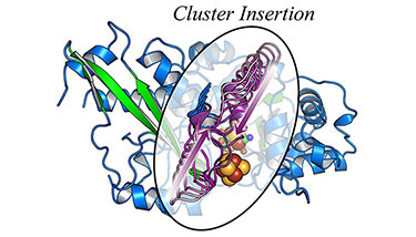 Illustration labeled "Cluster Insertion" that shows a background of blue helix spirals and wavy lines with green arrows and strands coming out of an oval inset in the middle. In the center of the oval is an illustration with purple wavy lines and two purple arrows going from the outside to the inside of the image; there are also clusters of red and yellow spheres behind the purple wavy lines.