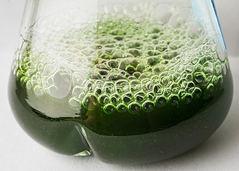 Photo of a clear glass beaker filled with a green liquid cyanobacteria culture that is bubbling.