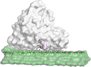 Illustration showing lytic polysaccharide monooxygenase  (white globular triangle) bound to cellulose(green globular rectangle) with reaction site residues and atoms highlighted as colored sticks and spheres.