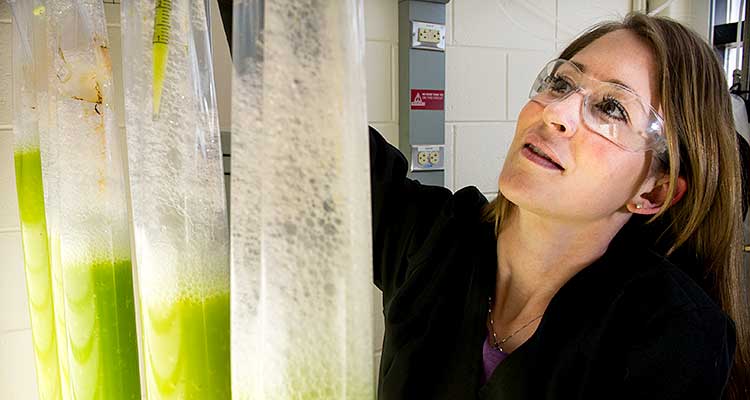 woman in lab looking at four clear tubes of bright green liquid algae