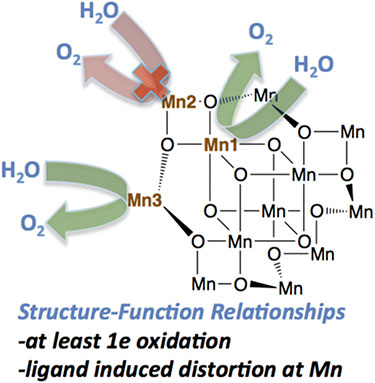 Structure-function relationships: at least 1e oxidation and ligand induced distortion at Mn. Series of Mn12O12(OAc)16–xLx(H2O)4 molecular clusters (L = acetate, benzoate, benzenesulfonate, diphenylphosphonate, dichloroacetate) were electrocatalytically investigated as water oxidation electrocatalysts on a fluorine-doped tin oxide glass electrode. Four of the [Mn12O12] compounds demonstrated water oxidation activity at pH 7.0 at varying overpotentials (640–820 mV at 0.2 mA/cm2) and with high Faradaic efficiency (85–93%). For the most active complex, more than 200 turnovers were observed after 5 minutes.