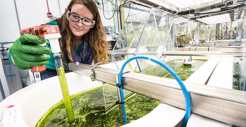 NREL scientist working in algae lab.