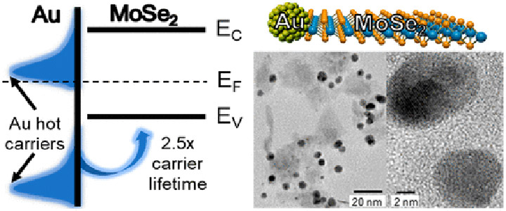 Illustrations showing gold nanoparticles carrier lifetime