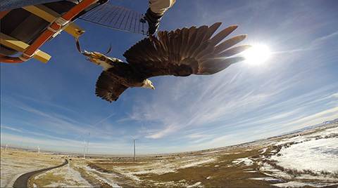 Photo of an eagle flying out of a cage with sky above, the ground below, and wind turbines in the background.