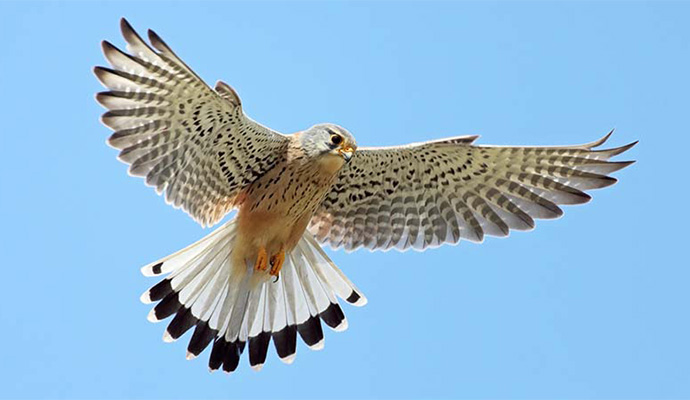 Kestrel (falco tinnunculus) mid-flight