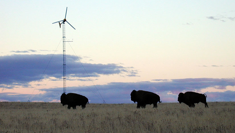 wind-environmental-science-fullwidth-13162 Bison walking in a field with a wind turbine in the background