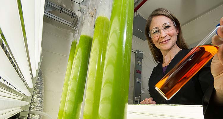 29643 A scientist working with several tubes of algae in a laboratory.
