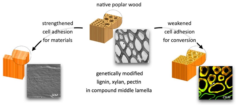 bioenergy-cml-825w Illustrations of native popular wood—strengthened cells adhesion for materials and weakened cell adhesion for conversion—and genetically modified lignin, xylan, pectin in compound middle lamella