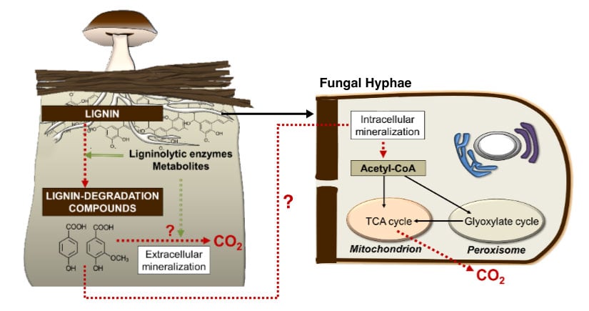 metabolic-fungal-horiz-825w How white-rot fungi (mushrooms) use lignin from wood as a source of carbon, resulting central metabolism of CO2