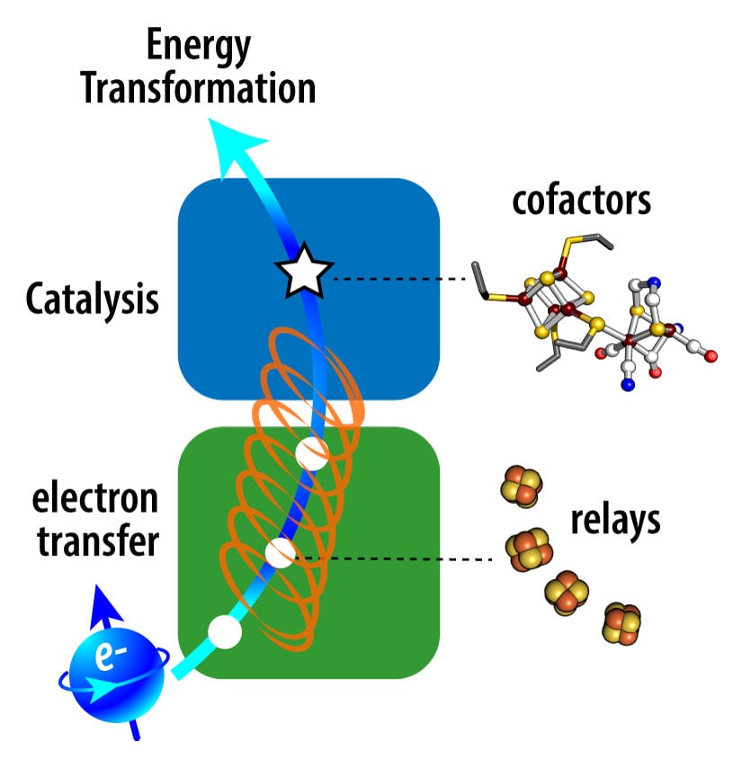 pet-electron-825w Electron Transformation: Catalysis with cofactors and electron transfer with relays