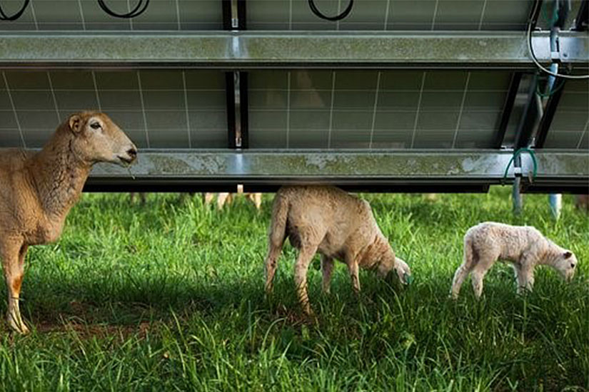 Grazing sheep can help control vegetation height at grount-mounted solar installation sites